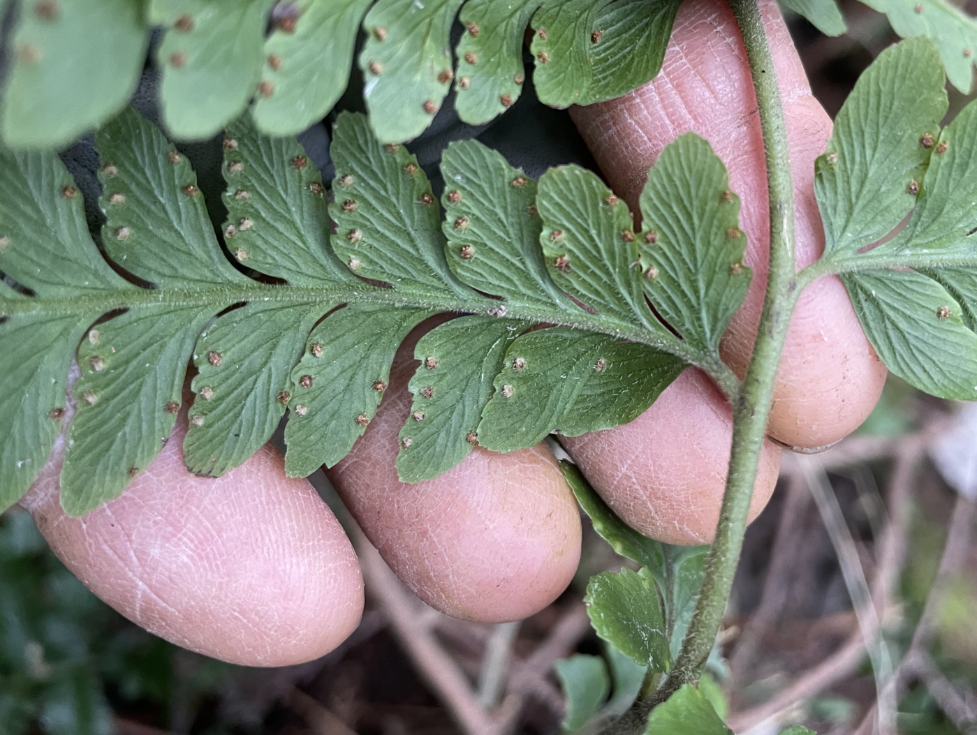 ケブカクジャクフモトシダ、小羽片裏側。2023年2月 足柄神社北側 ケブカクジャクフモトシダ、小羽片裏側。2023年2月 足柄神社北側