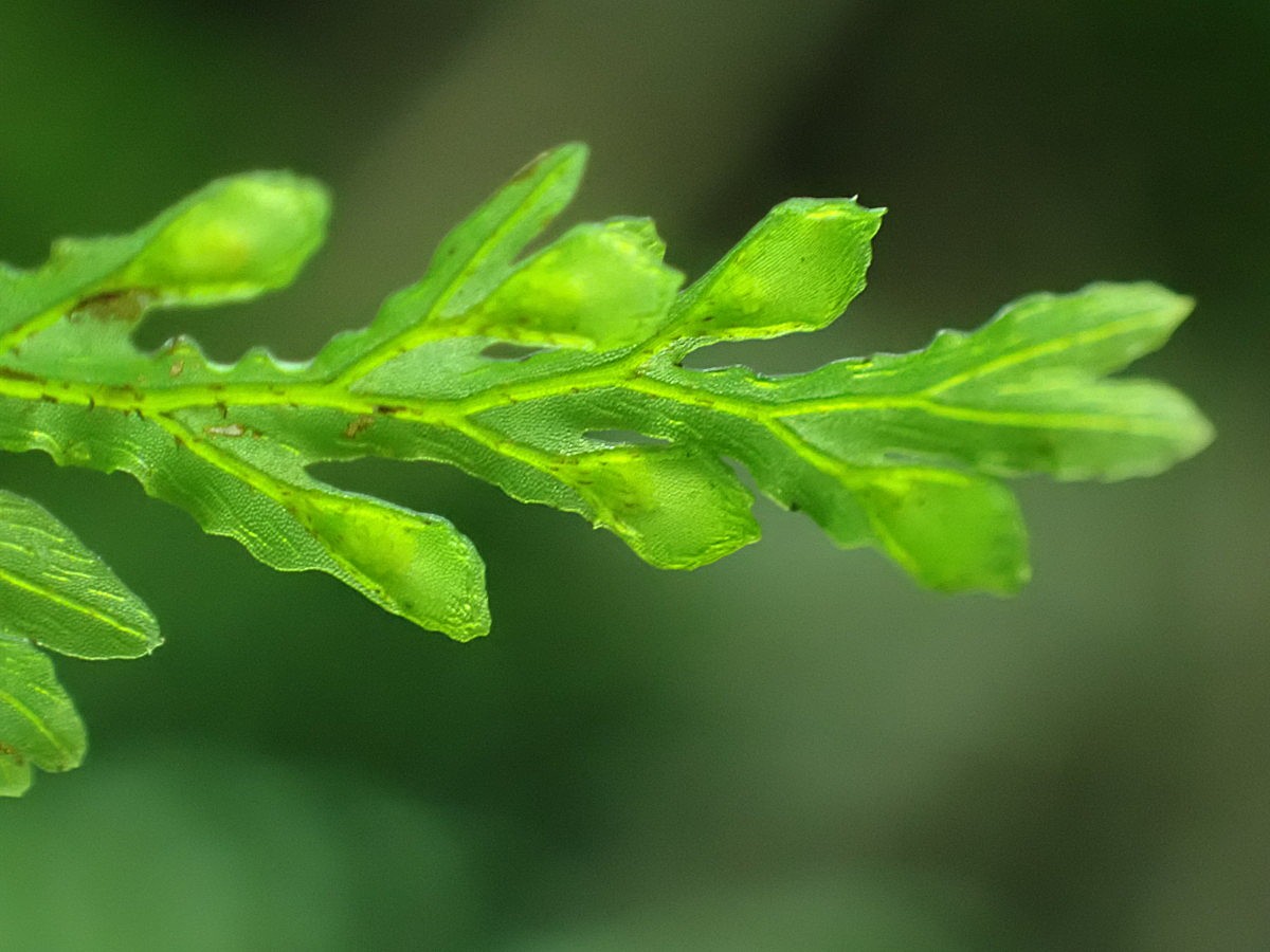 コケホラゴケ、蕾形の包膜の先は尖る。2025年10月25日 水窪 コケホラゴケ、蕾形の包膜の先は尖る。2025年10月25日 水窪
