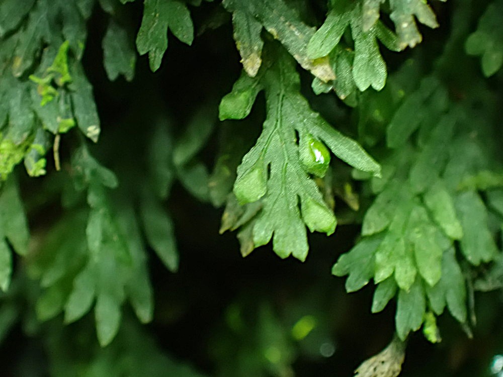 アオホラゴケよりも日陰でウエットな岩壁に生育するコケホラゴケ。2025年10月25日 水窪 アオホラゴケよりも日陰でウエットな岩壁に生育するコケホラゴケ。2025年10月25日 水窪