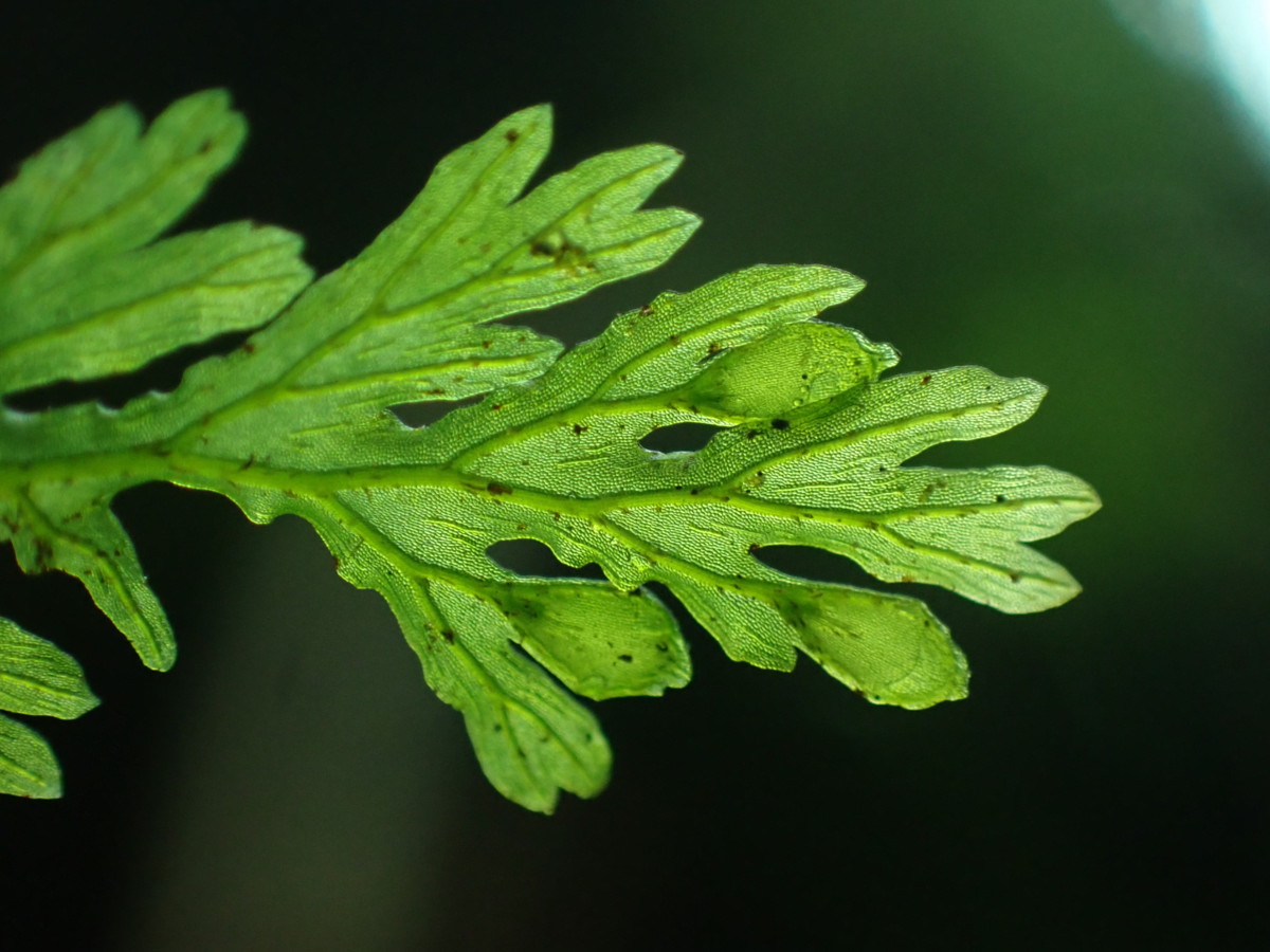 コケホラゴケ、長い偽脈を持つ。2025年10月25日 水窪 コケホラゴケ、長い偽脈を持つ。2025年10月25日 水窪