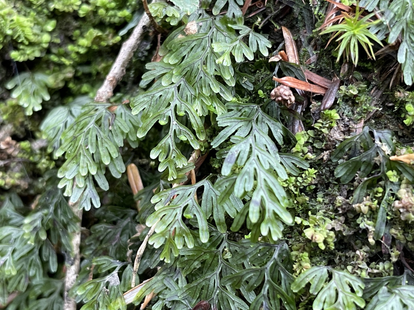 コケシノブ。2025年7月3日 八幡平 コケシノブ。2025年7月3日 八幡平
