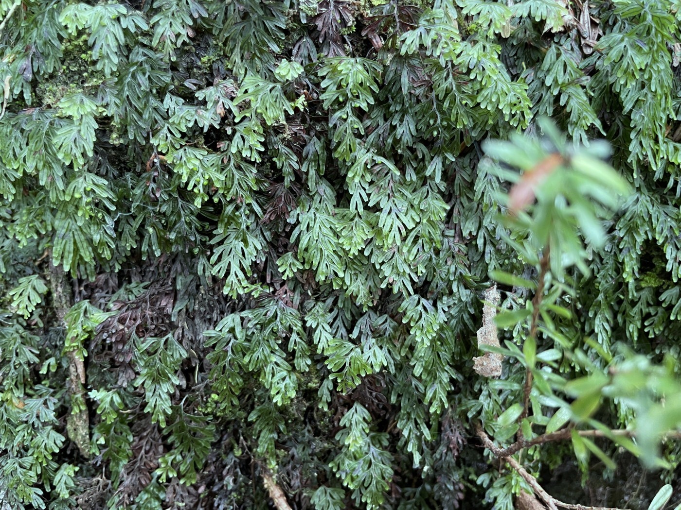 日陰の岩壁に群生するコケシノブ。2025年7月3日 八幡平 日陰の岩壁に群生するコケシノブ。2025年7月3日 八幡平