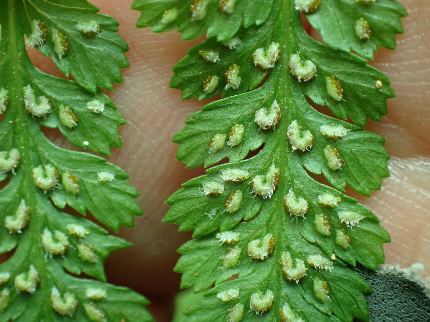 コシノサトメシダ、包膜は胞子のう群を覆いきれなくなる。2025年7月3日 低山の滝 コシノサトメシダ、包膜は胞子のう群を覆いきれなくなる。2025年7月3日 低山の滝