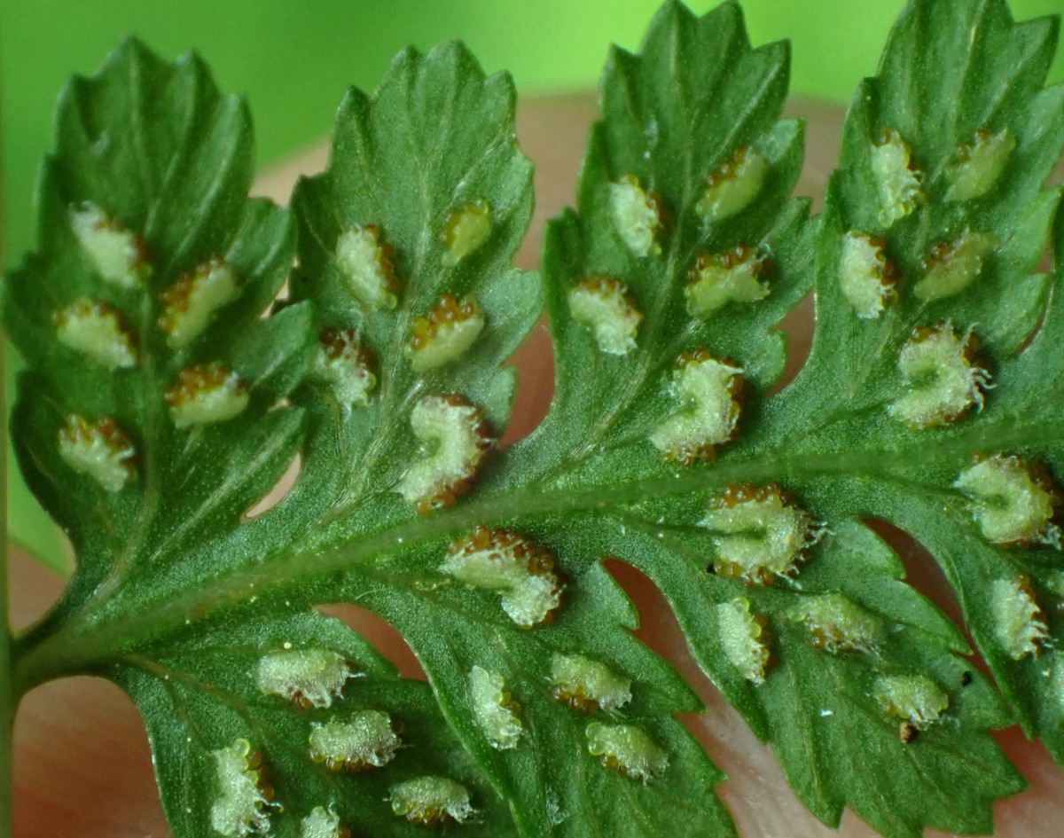 コシノサトメシダ、包膜は胞子のう群を覆いきれなくなる。2025年7月3日 低山の滝 コシノサトメシダ、包膜は胞子のう群を覆いきれなくなる。2025年7月3日 低山の滝