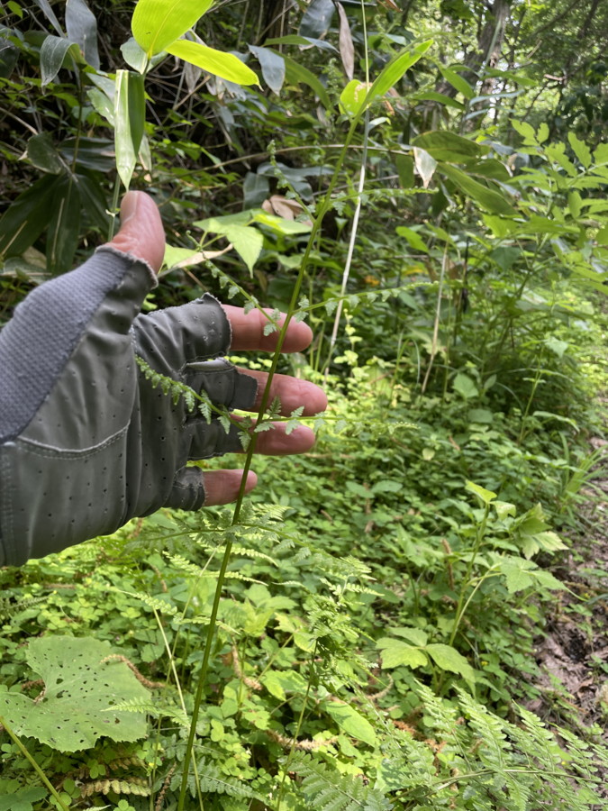 コシノサトメシダ、展開中の若葉。2025年7月3日 低山の滝 コシノサトメシダ、展開中の若葉。2025年7月3日 低山の滝