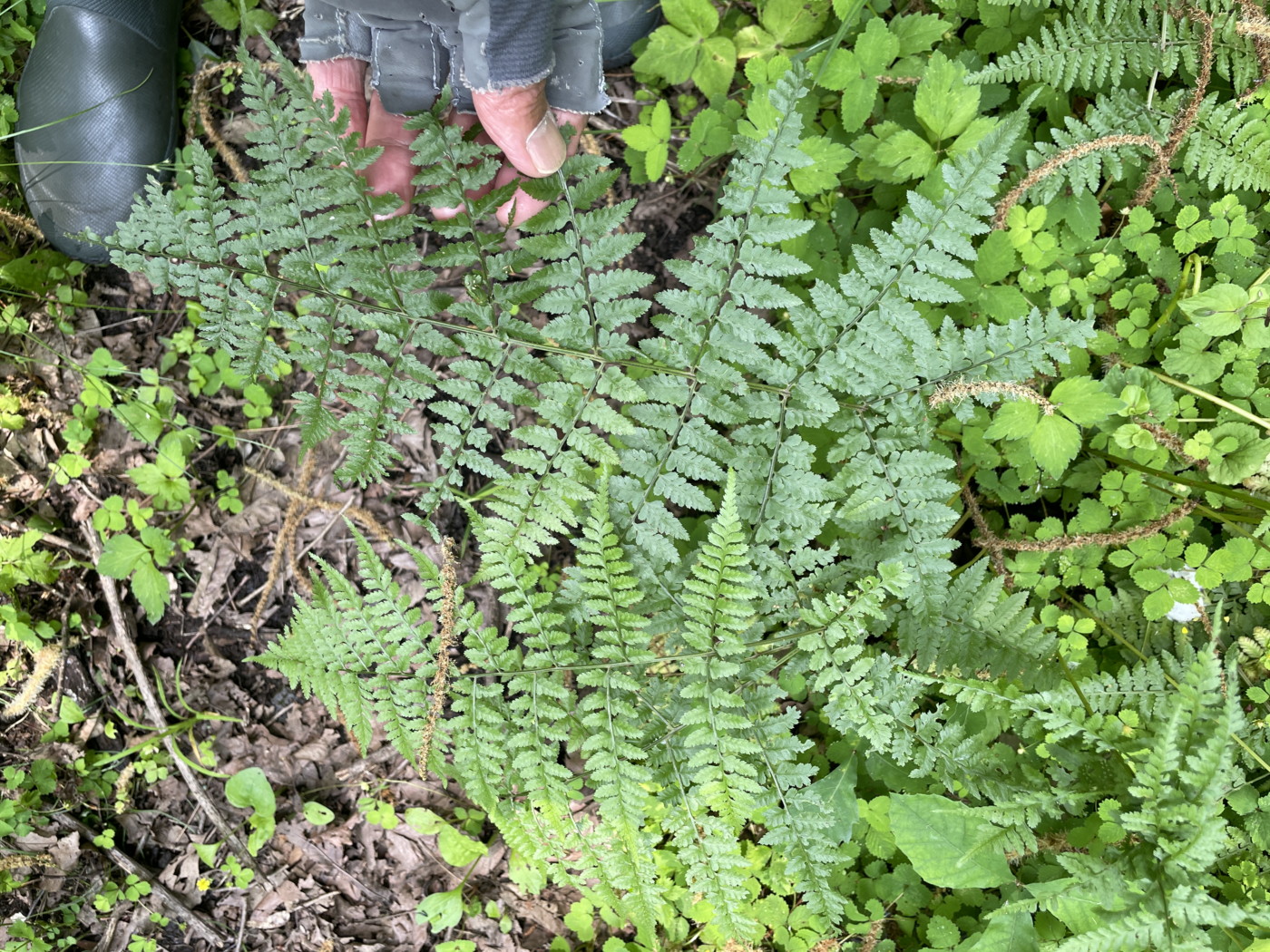 沢沿いの林縁に生育するコシノサトメシダ。2025年7月3日 低山の滝 沢沿いの林縁に生育するコシノサトメシダ。2025年7月3日 低山の滝