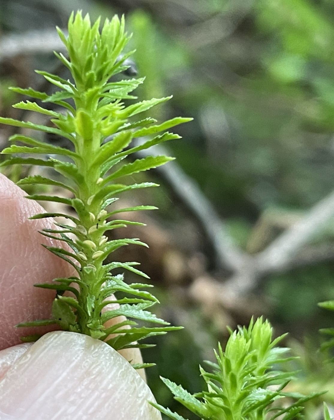 コバノトウゲシバ(仮称)、葉が5~8mm程度。2025年7月3日 八幡平 コバノトウゲシバ(仮称)、葉が5~8mm程度。2025年7月3日 八幡平