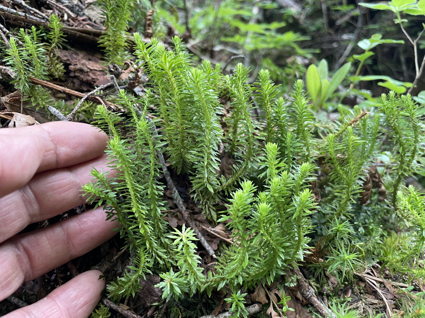 葉が短く5~8mm程度のコバノトウゲシバ(仮称)。2025年7月3日 八幡平 葉が短く5~8mm程度のコバノトウゲシバ(仮称)。2025年7月3日 八幡平