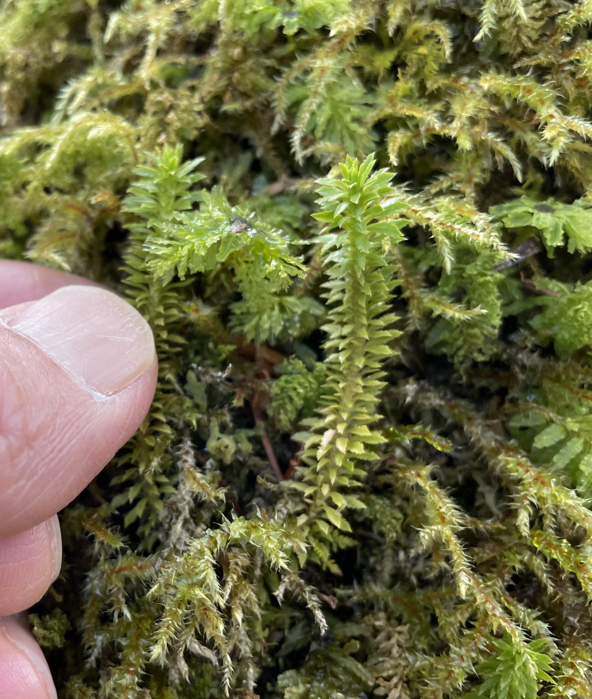 。日陰の北斜面林床にコケの仲間と共に生育する葉が小さいトウゲシバの仲間。2021年5月8日 八ヶ岳 美濃戸 。日陰の北斜面林床にコケの仲間と共に生育する葉が小さいトウゲシバの仲間。2021年5月8日 八ヶ岳 美濃戸
