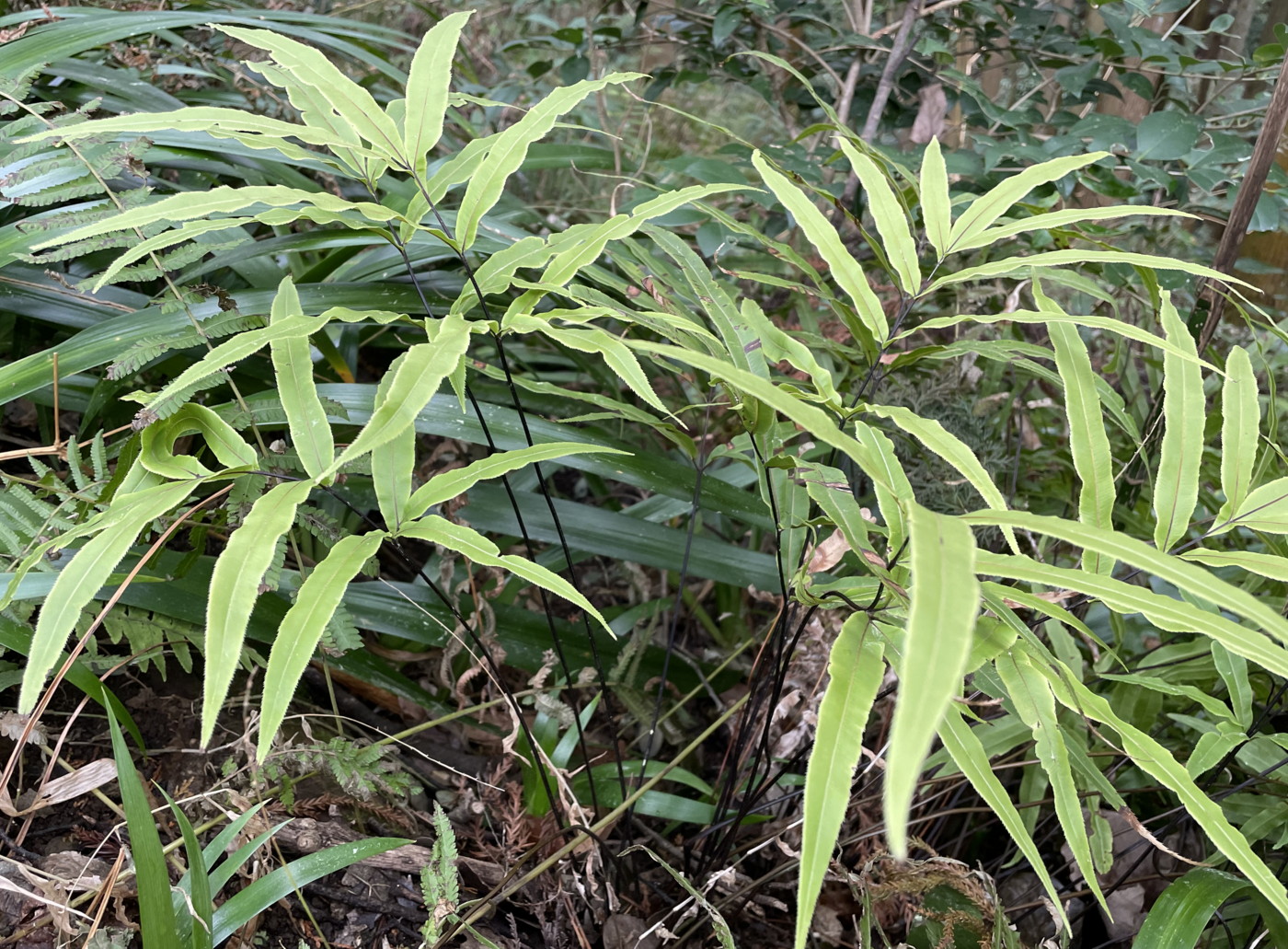 コユルギイノモトソウ。2023年2月 足柄神社北側 コユルギイノモトソウ。2023年2月 足柄神社北側