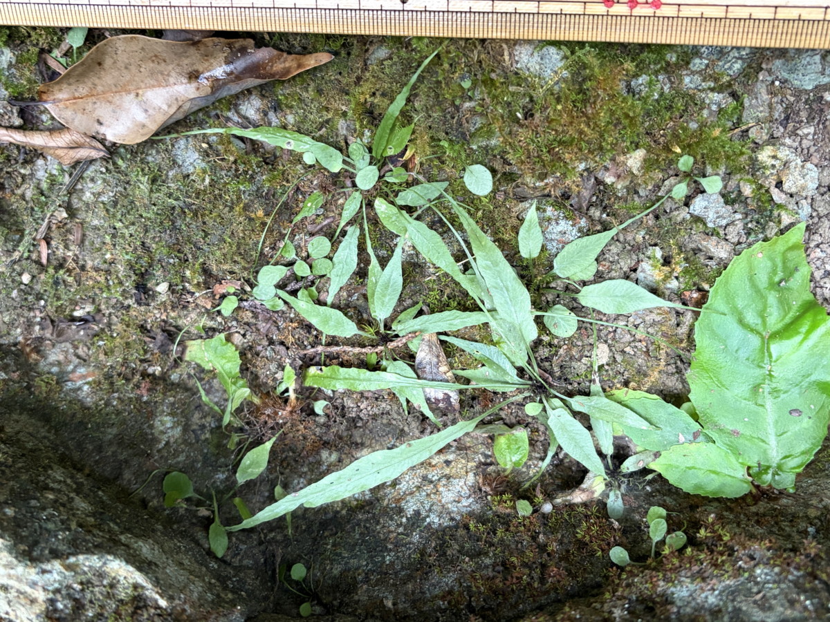 林内の岩壁に生育するクモノスシダ。2025年10月25日 水窪 林内の岩壁に生育するクモノスシダ。2025年10月25日 水窪