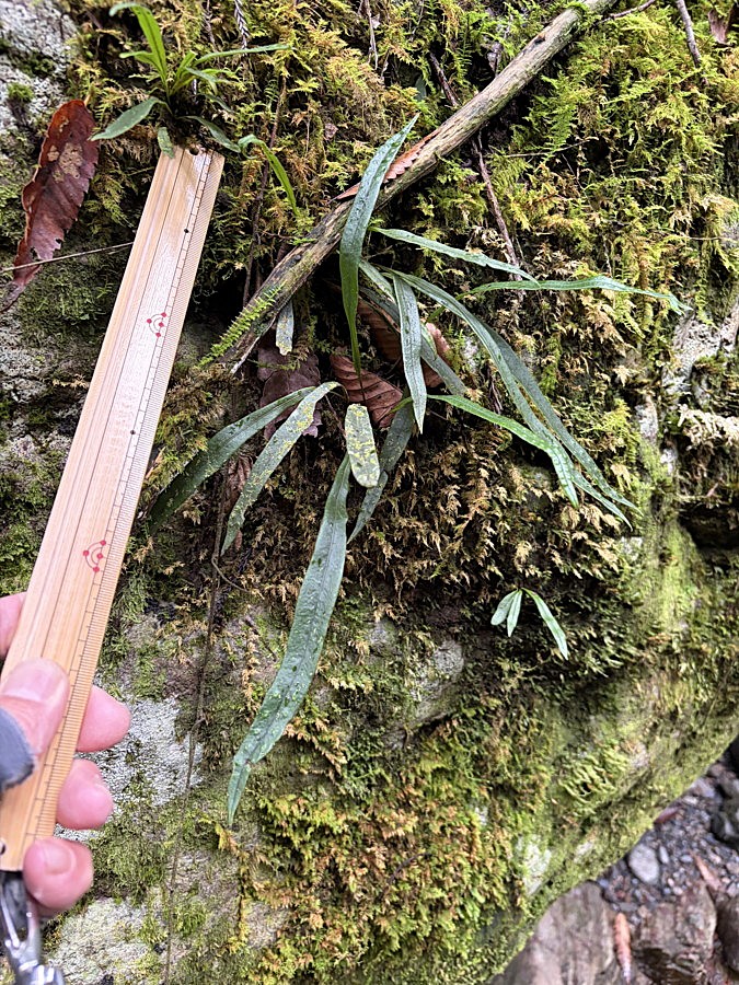 苔むした沢沿いの岩上に生育するクロノキシノブ、黒っぽい葉柄が確認できる。2025年10月25日 水窪 苔むした沢沿いの岩上に生育するクロノキシノブ、黒っぽい葉柄が確認できる。2025年10月25日 水窪