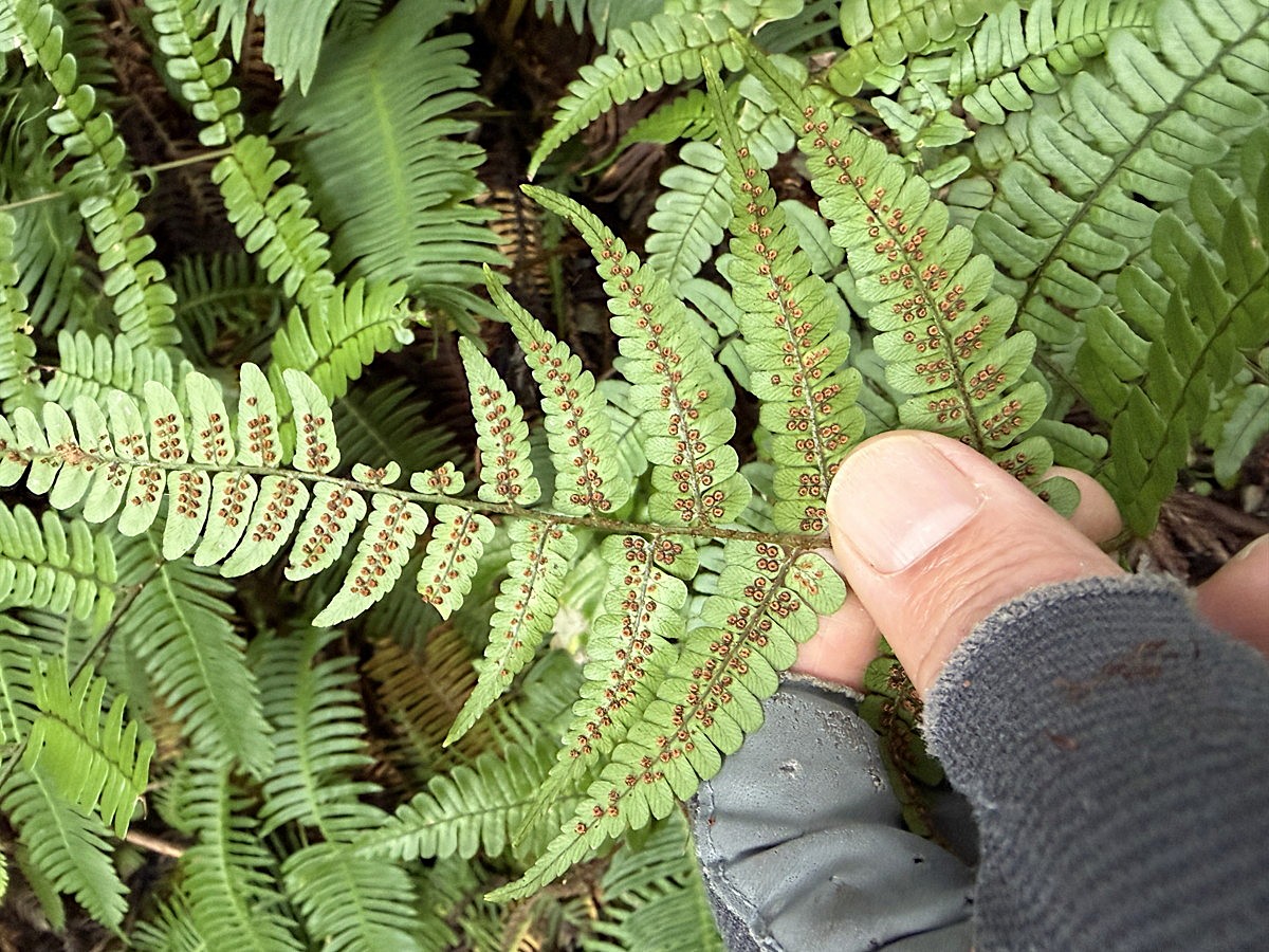 マルバベニシダ、葉身上部裏側。2025年10月25日 水窪 マルバベニシダ、葉身上部裏側。2025年10月25日 水窪