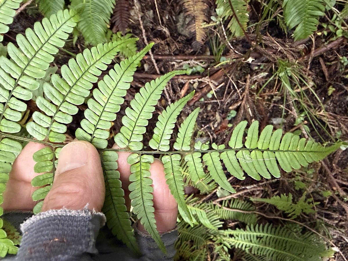 マルバベニシダ、葉身上部。2025年10月25日 水窪 マルバベニシダ、葉身上部。2025年10月25日 水窪
