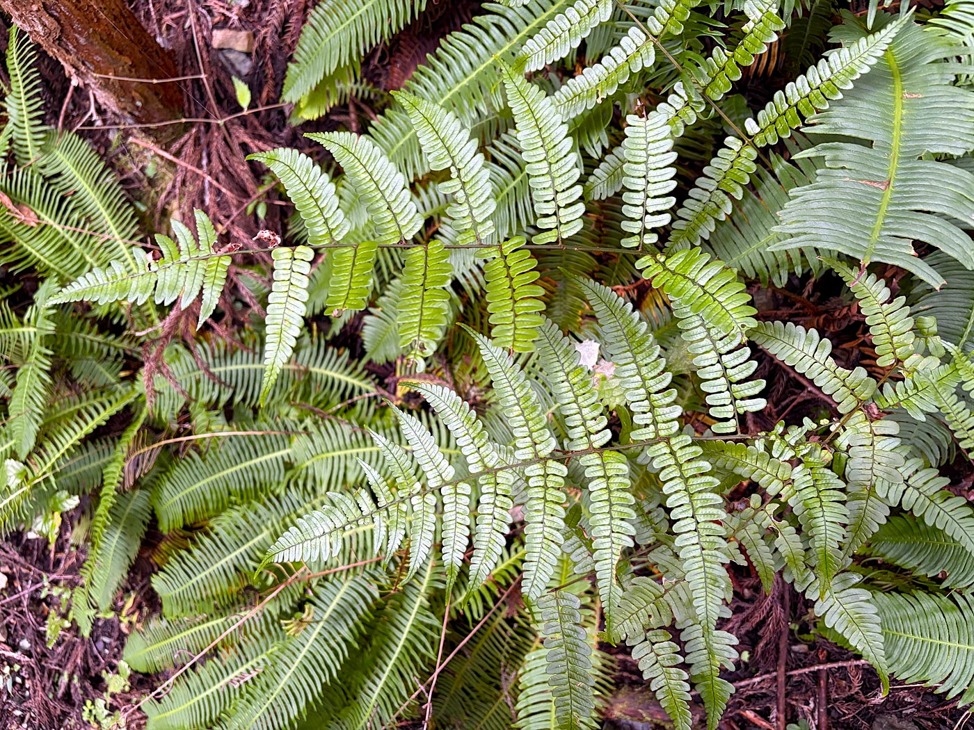 尾根筋の岩石が風化して土壌化した林床に生育するマルバベニシダ。2025年10月25日 水窪 尾根筋の岩石が風化して土壌化した林床に生育するマルバベニシダ。2025年10月25日 水窪