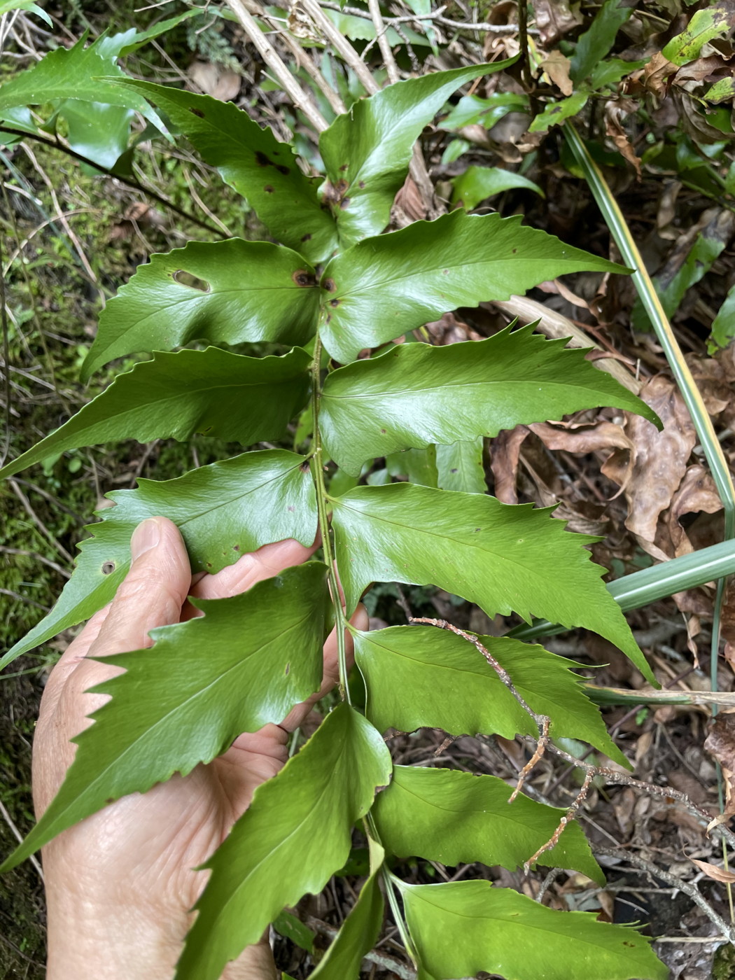 耳垂があるナガバヤブソテツ<del>似のシダ</del>。2021年6月26日 箱根 畑宿 耳垂があるナガバヤブソテツ<del>似のシダ</del>。2021年6月26日 箱根 畑宿