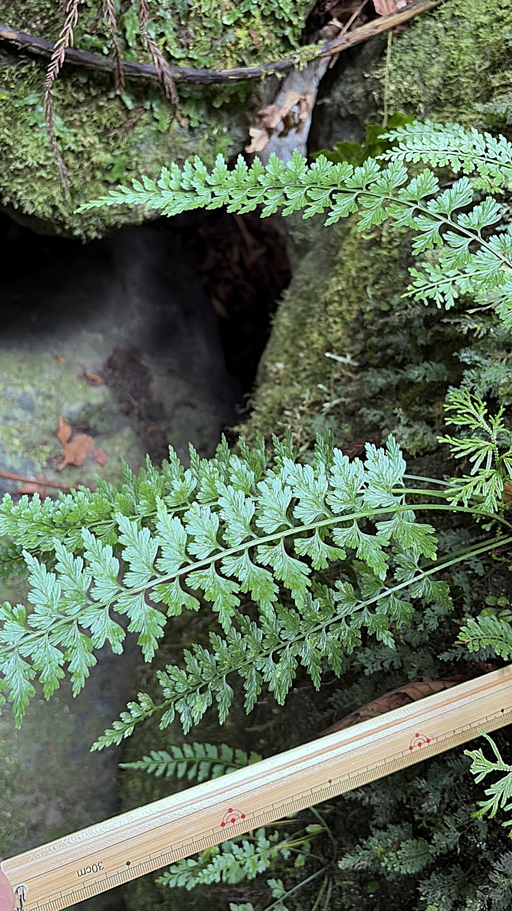 ミサクボシダ、葉身。2025年10月25日 水窪 ミサクボシダ、葉身。2025年10月25日 水窪