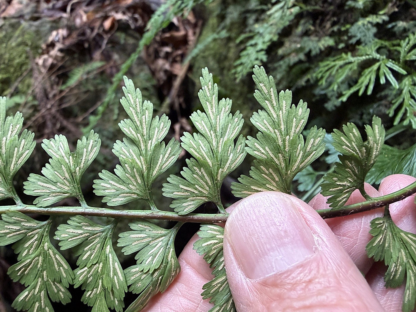 ミサクボシダ、胞子のう群。2025年10月25日 水窪 ミサクボシダ、胞子のう群。2025年10月25日 水窪