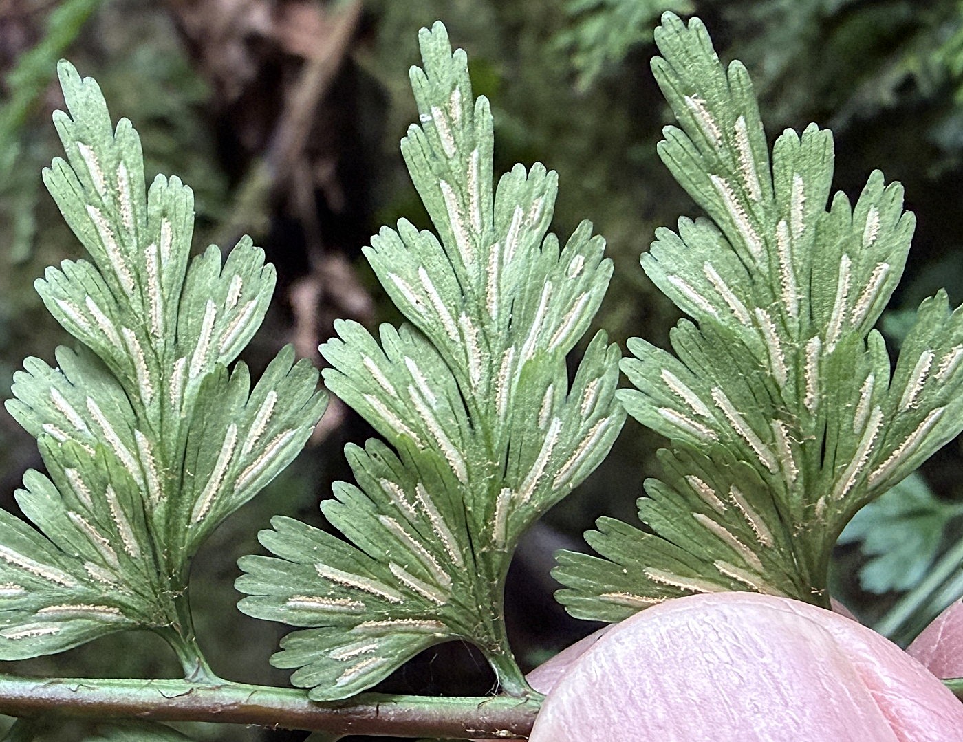 ミサクボシダ、包膜。2025年10月25日 水窪 ミサクボシダ、包膜。2025年10月25日 水窪