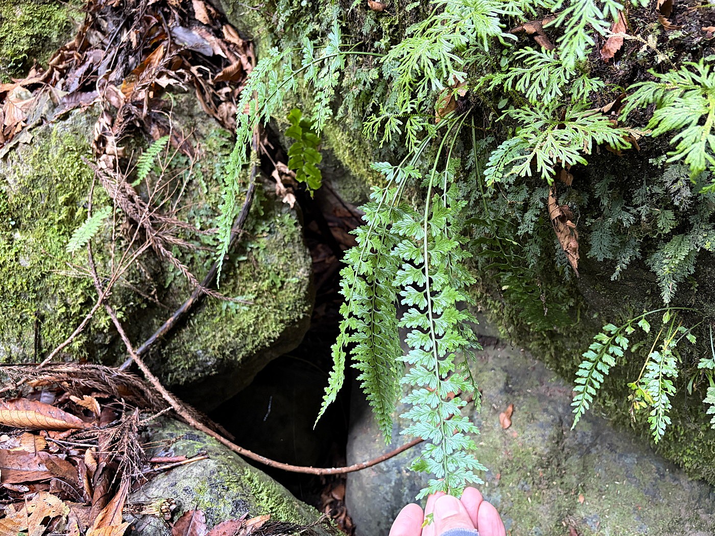 沢沿いのウエットな岩上に生育するミサクボシダ。2025年10月25日 水窪 沢沿いのウエットな岩上に生育するミサクボシダ。2025年10月25日 水窪
