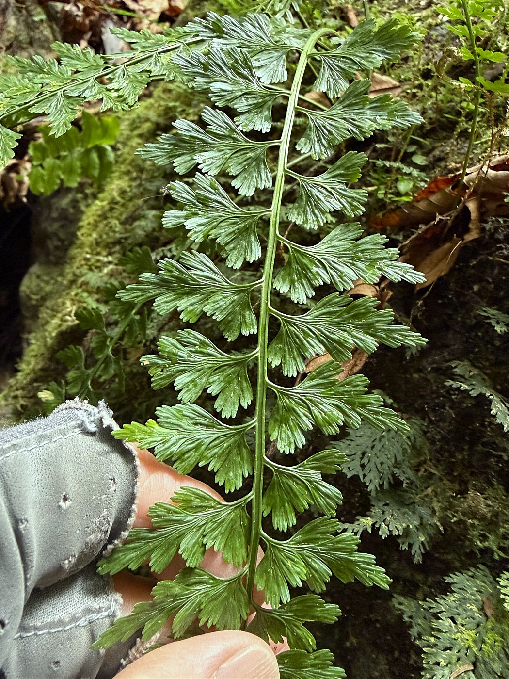 ミサクボシダ、葉身。2025年10月25日 水窪 ミサクボシダ、葉身。2025年10月25日 水窪