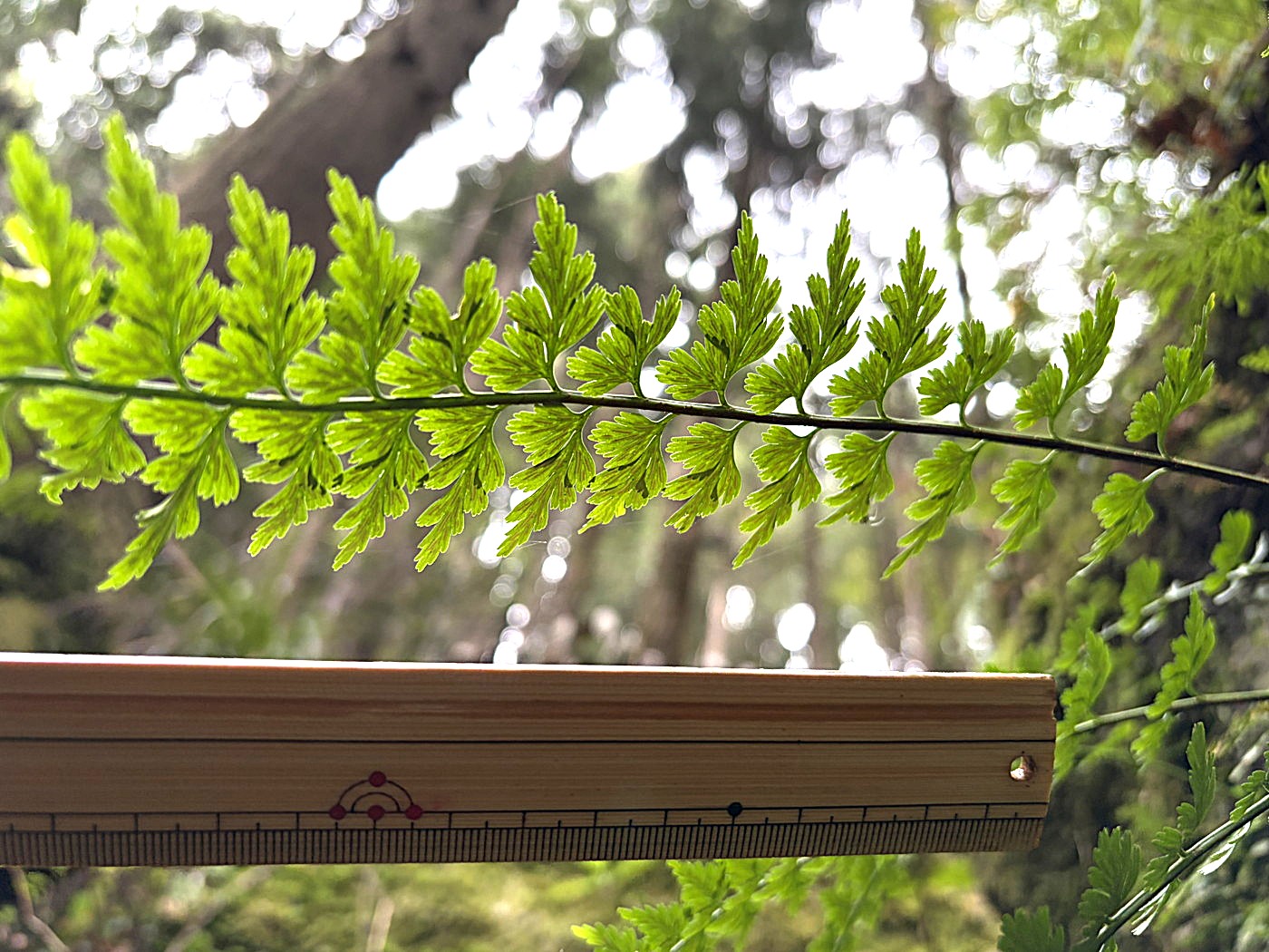 沢沿いのウエットな岩上に生育するミサクボシダ。2025年10月25日 水窪 沢沿いのウエットな岩上に生育するミサクボシダ。2025年10月25日 水窪