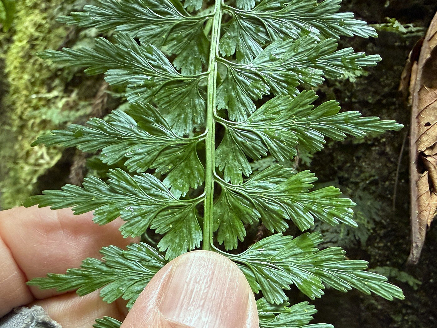 ミサクボシダ、羽片(葉身中部)。2025年10月25日 水窪 ミサクボシダ、羽片(葉身中部)。2025年10月25日 水窪