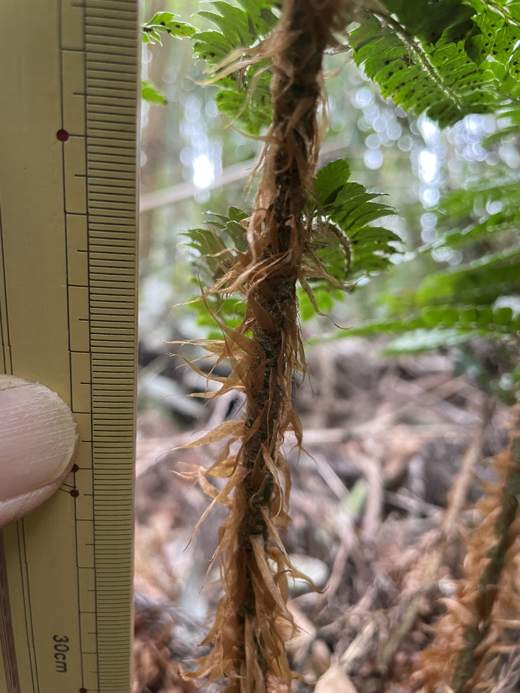 ミウライノデ、葉柄上部の鱗片。2023年2月 足柄神社北側 ミウライノデ、葉柄上部の鱗片。2023年2月 足柄神社北側