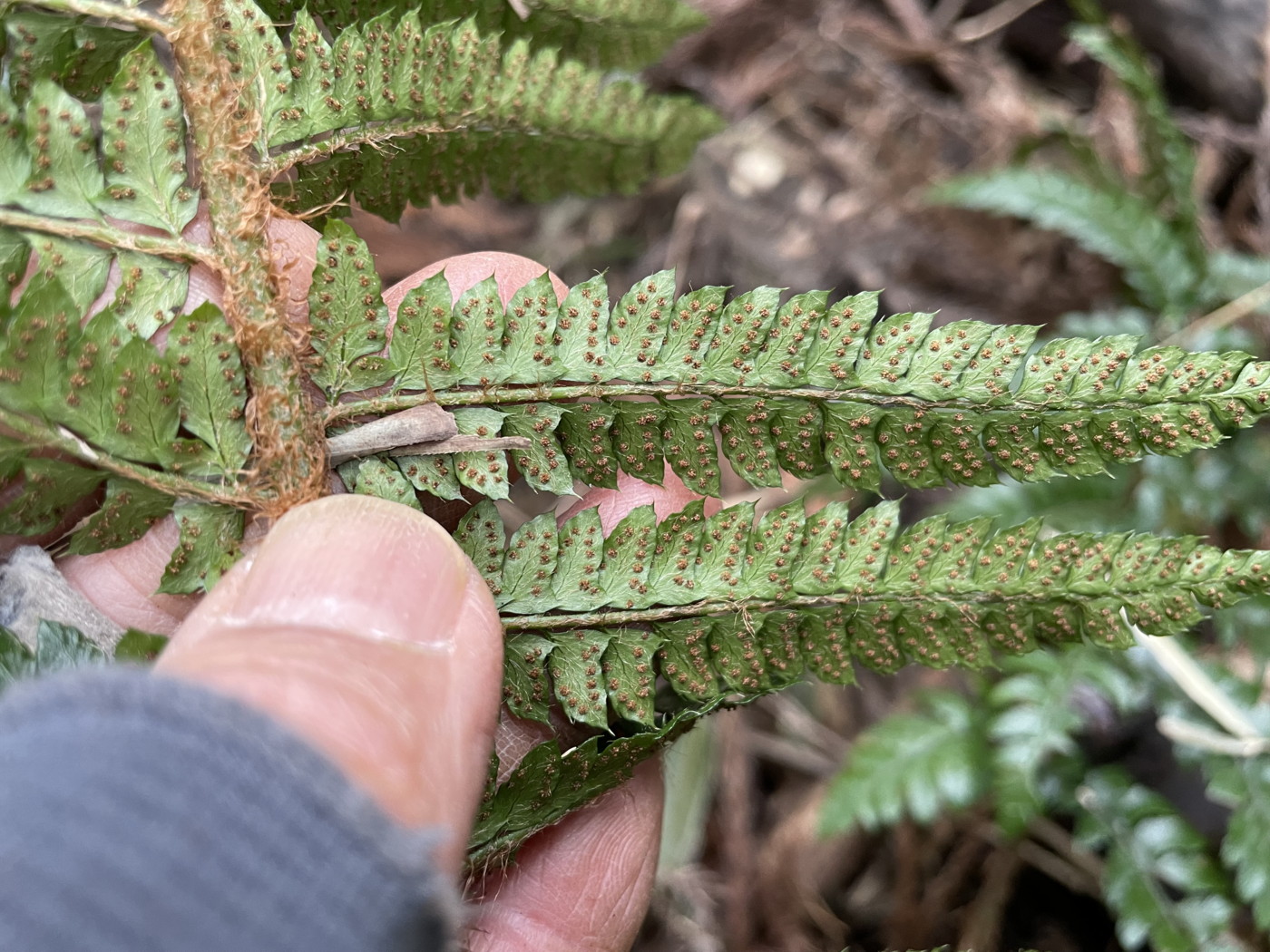 ミウライノデ、胞子のう群は中間につき弾けていない。2023年2月 足柄神社北側 ミウライノデ、胞子のう群は中間につき弾けていない。2023年2月 足柄神社北側
