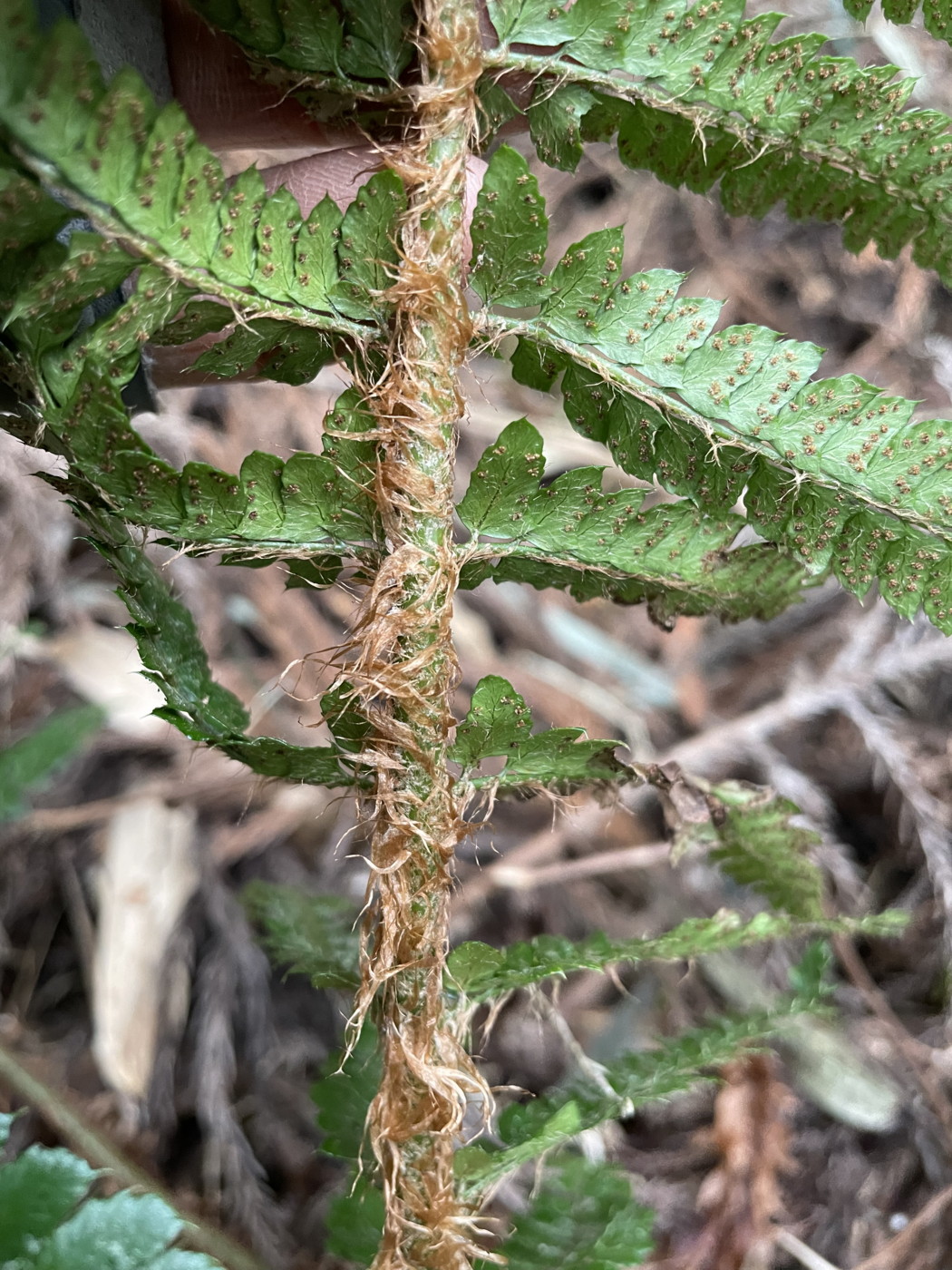 ミウライノデ、中軸下部の鱗片。2023年2月 足柄神社北側 ミウライノデ、中軸下部の鱗片。2023年2月 足柄神社北側