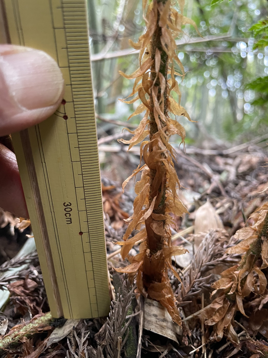 ミウライノデ、葉柄基部の鱗片はねじれる。2023年2月 足柄神社北側 ミウライノデ、葉柄基部の鱗片はねじれる。2023年2月 足柄神社北側
