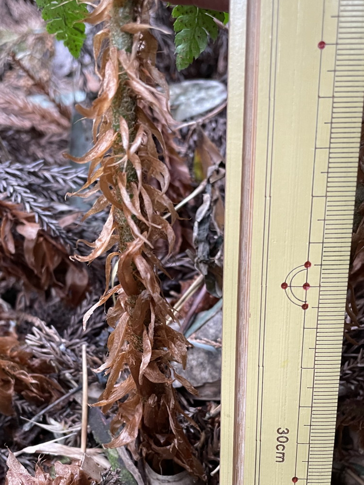 ミウライノデ、葉柄基部の鱗片葉ねじれる。2023年2月 足柄神社北側 ミウライノデ、葉柄基部の鱗片葉ねじれる。2023年2月 足柄神社北側