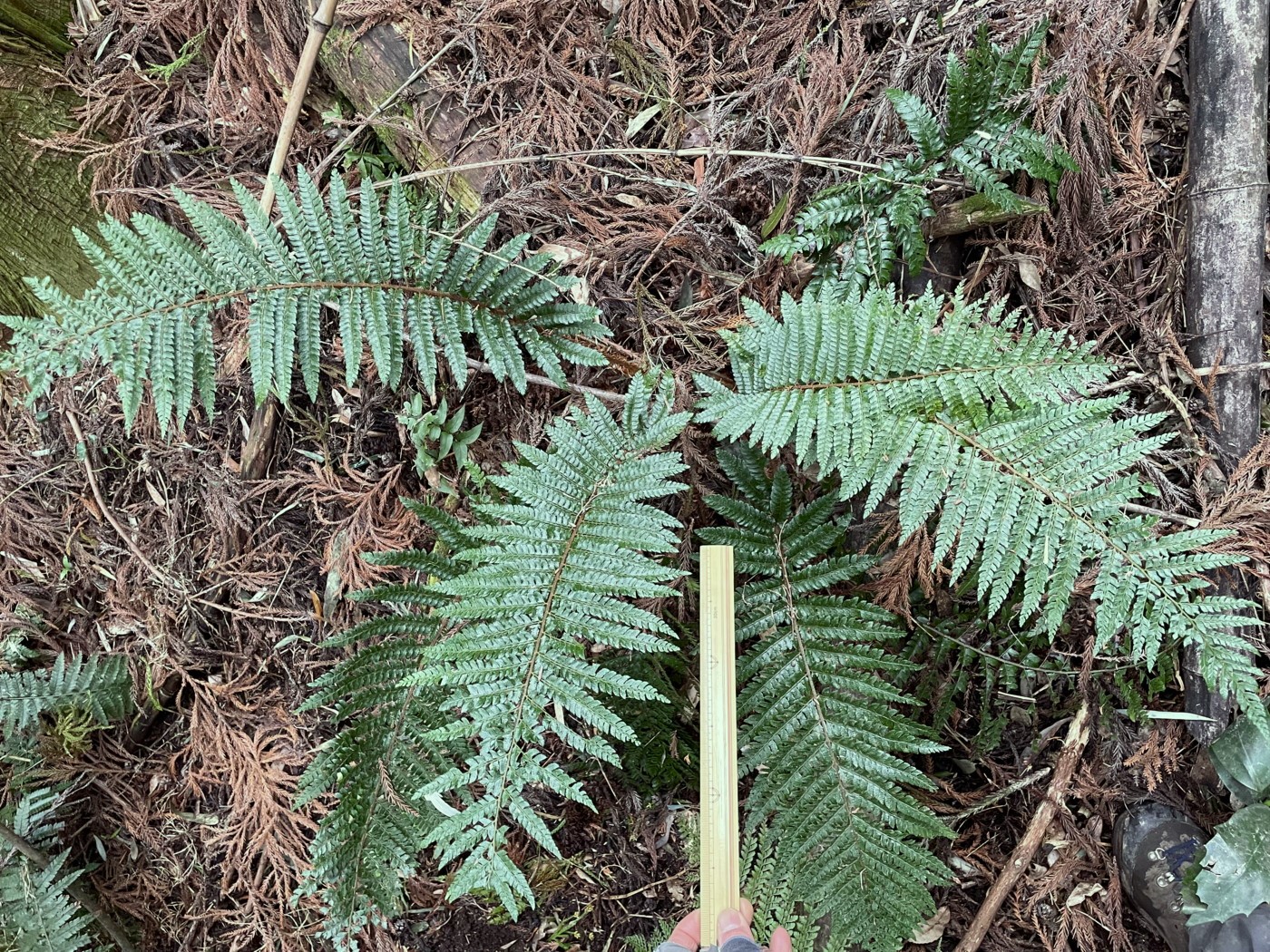 ミウライノデ、強い葉には光沢がある。2023年2月 足柄神社北側 ミウライノデ、強い葉には光沢がある。2023年2月 足柄神社北側