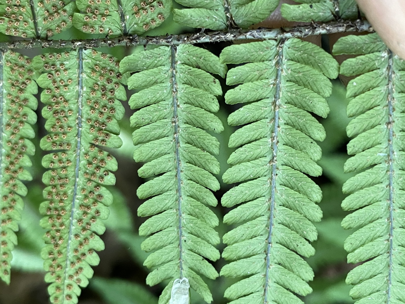 ミヤマクマワラビ、羽片裏側は白っぽい。2022年9月10日 西沢渓谷 ミヤマクマワラビ、羽片裏側は白っぽい。2022年9月10日 西沢渓谷