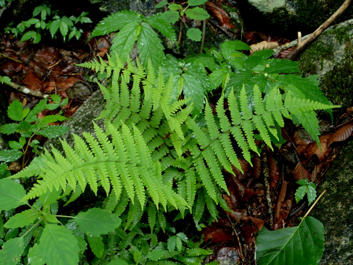 ミヤマシケシダ。2017年7月2日 西沢渓谷 ミヤマシケシダ。2017年7月2日 西沢渓谷