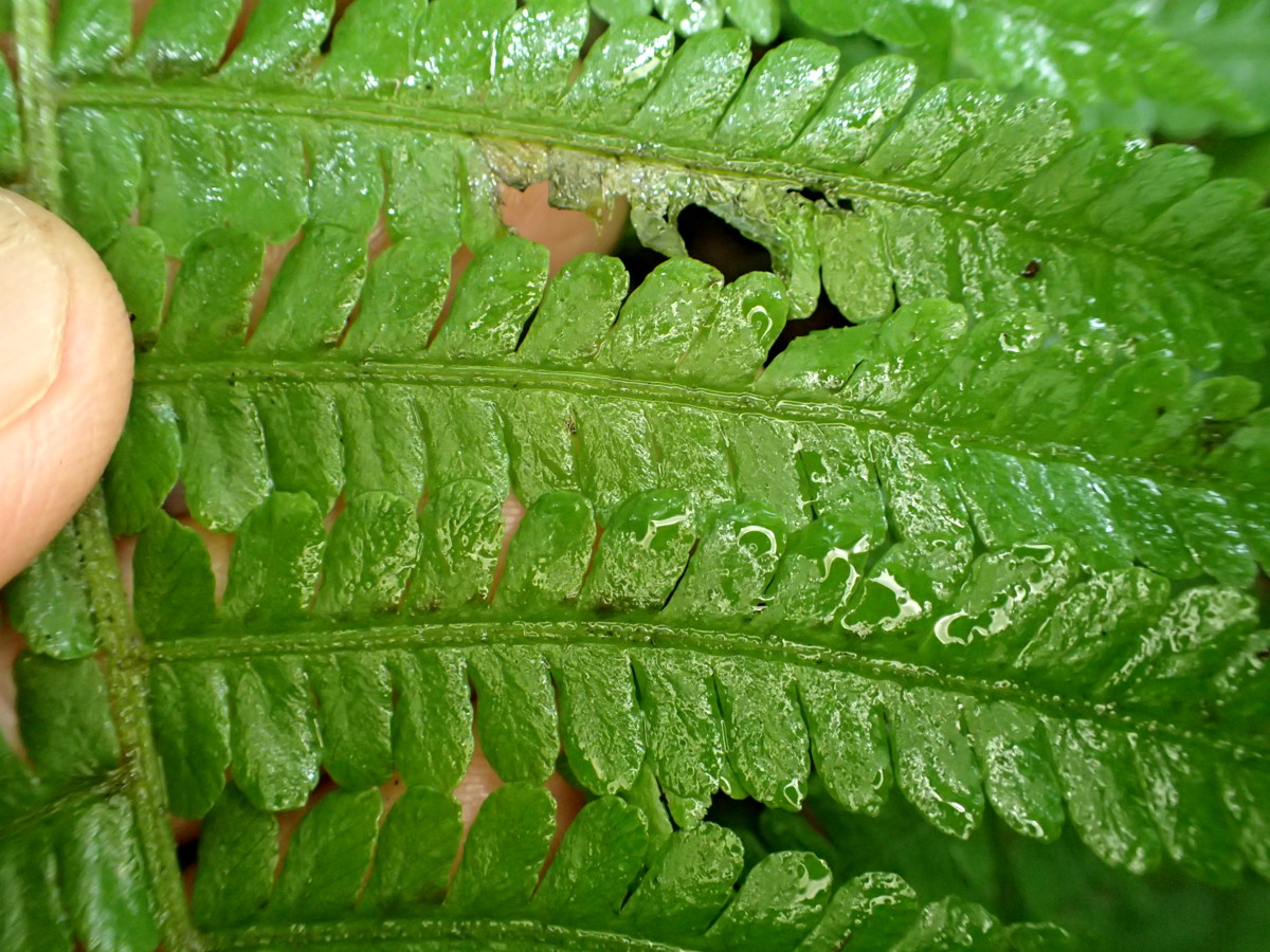 ミヤマシケシダ、羽片。2017年7月2日 西沢渓谷 ミヤマシケシダ、羽片。2017年7月2日 西沢渓谷