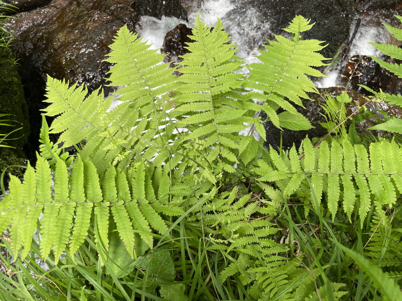 滝壺の岩上に生育するハクモウイノデ(左下)とミヤマシケシダ。2025年7月3日 低山の滝 滝壺の岩上に生育するハクモウイノデ(左下)とミヤマシケシダ。2025年7月3日 低山の滝