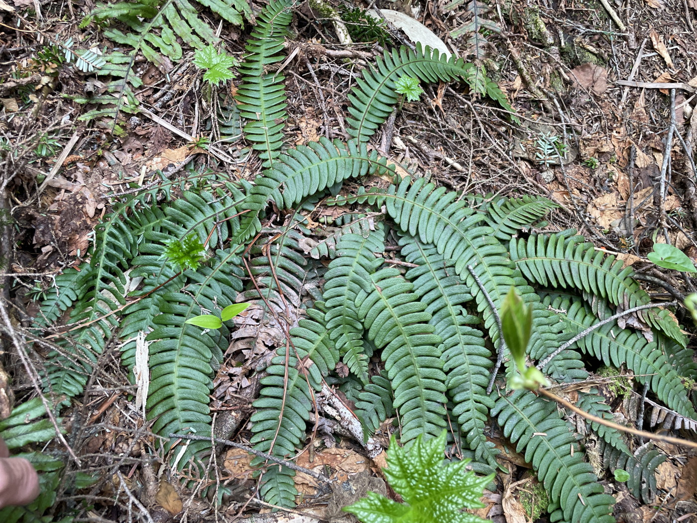 日陰の斜面に生育するミヤマシシガシラ。2025年7月3日 八幡平 日陰の斜面に生育するミヤマシシガシラ。2025年7月3日 八幡平