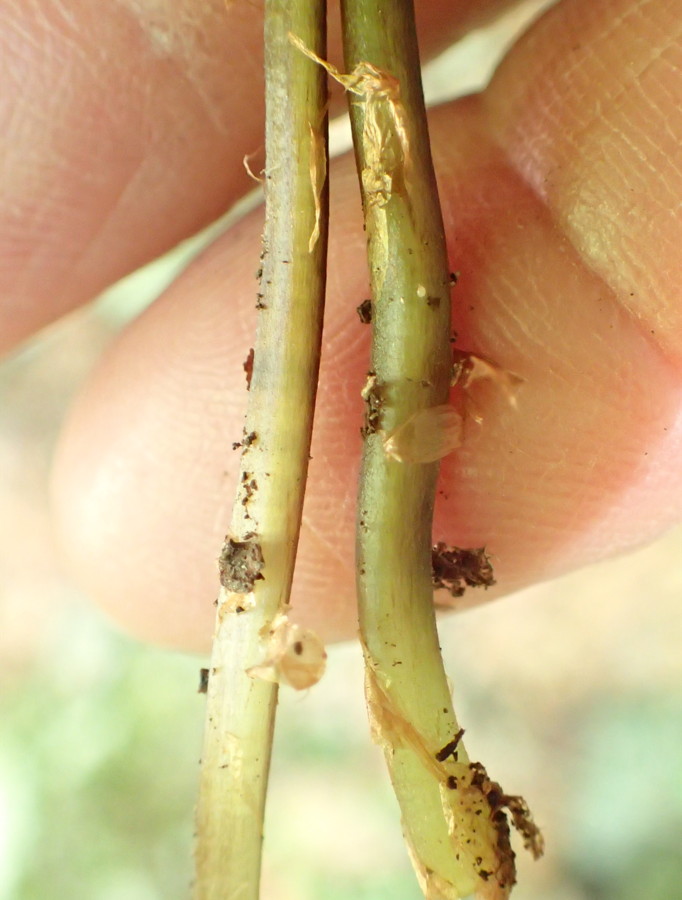 ミヤマシケシダ、葉柄基部には淡褐色・膜質の鱗片をつける。2017年7月2日 西沢渓谷 ミヤマシケシダ、葉柄基部には淡褐色・膜質の鱗片をつける。2017年7月2日 西沢渓谷