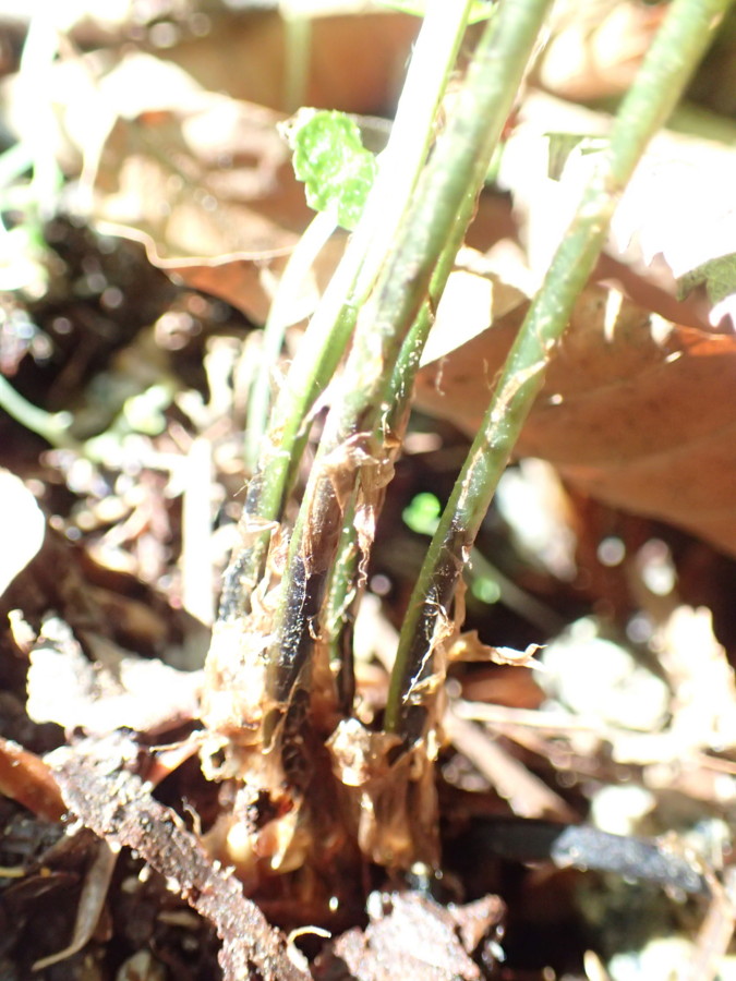 ミヤマシケシダ、葉柄基部には淡褐色・膜質の鱗片をつける。2017年5月21日 ミヤマシケシダ、葉柄基部には淡褐色・膜質の鱗片をつける。2017年5月21日