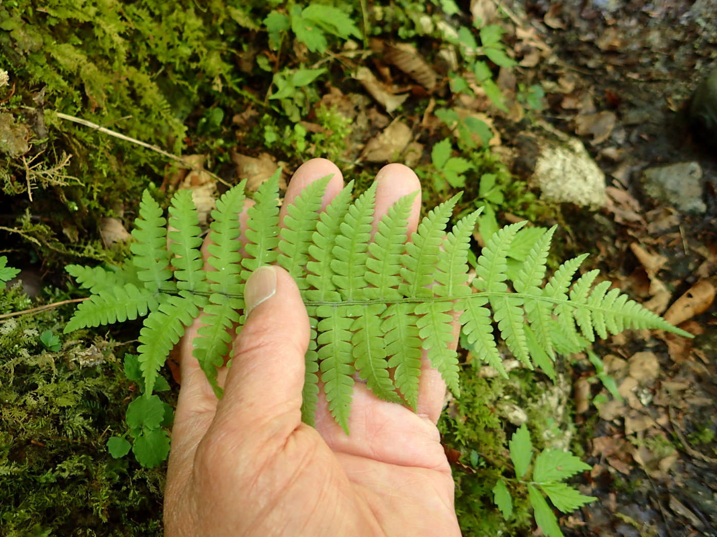 ミヤマシケシダ、葉身。2017年7月2日 西沢渓谷 ミヤマシケシダ、葉身。2017年7月2日 西沢渓谷