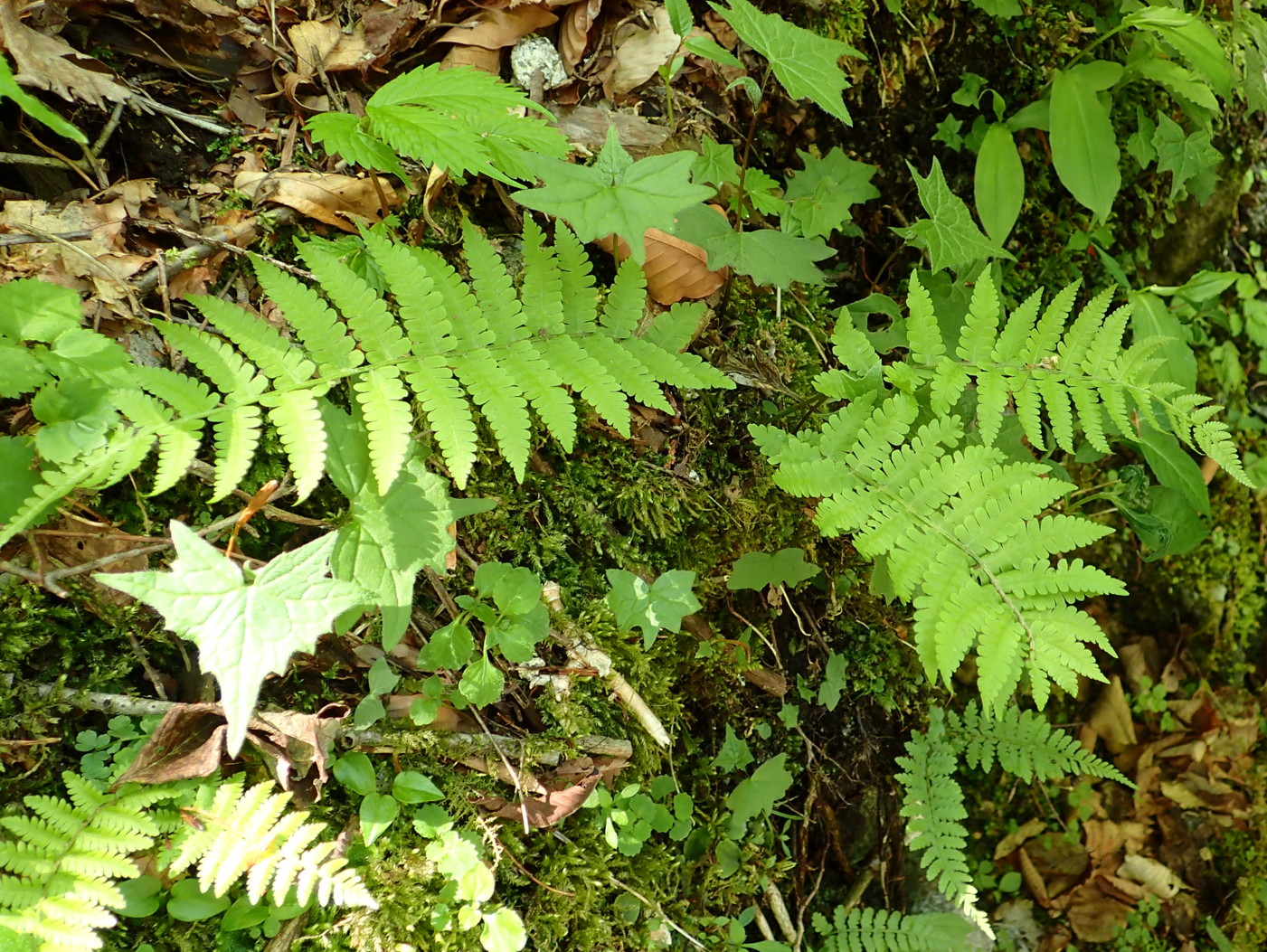 ミヤマシケシダ。2017年5月21日 西沢渓谷 ミヤマシケシダ。2017年5月21日 西沢渓谷