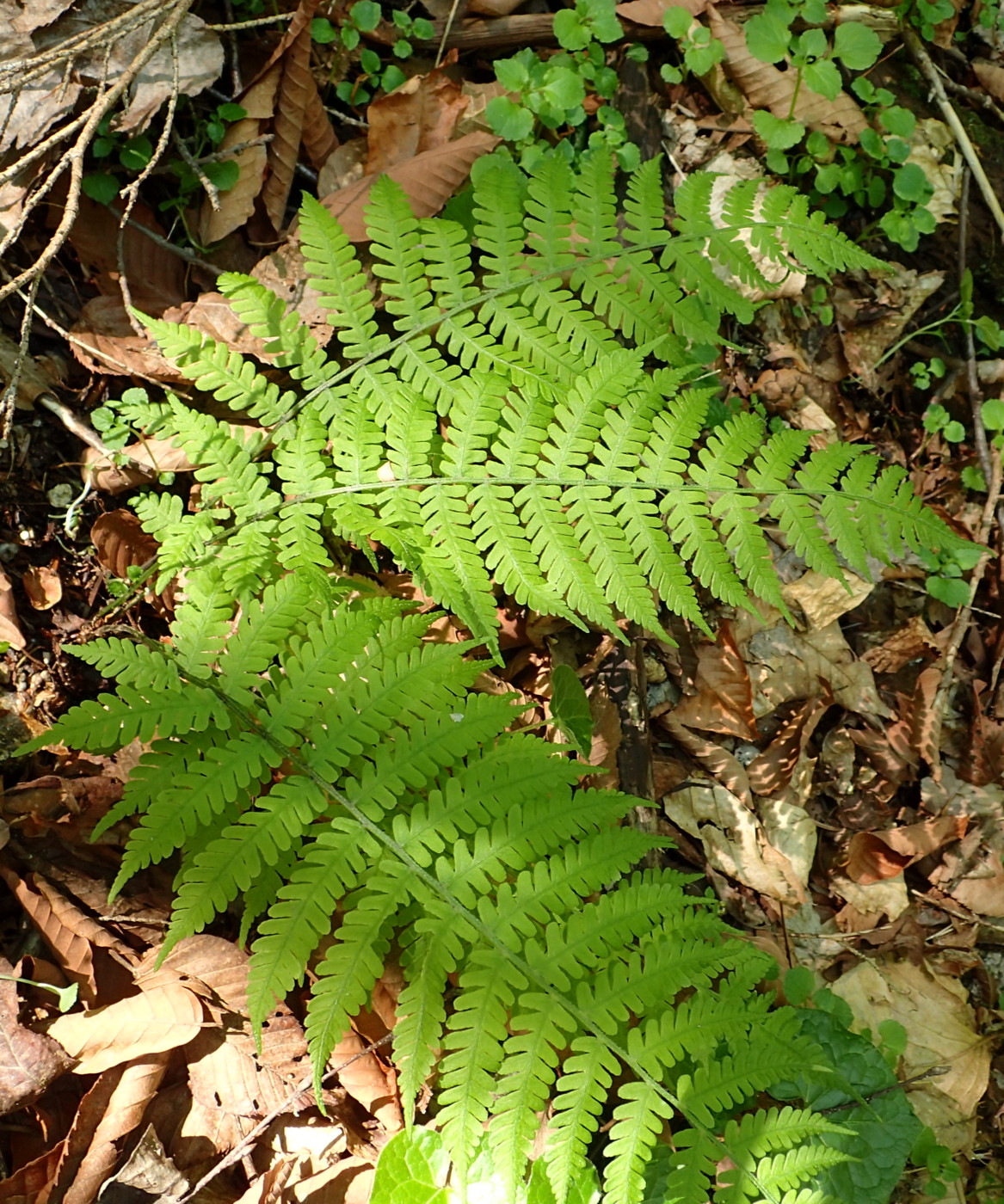 ミヤマシケシダ。2017年5月21日 ミヤマシケシダ。2017年5月21日