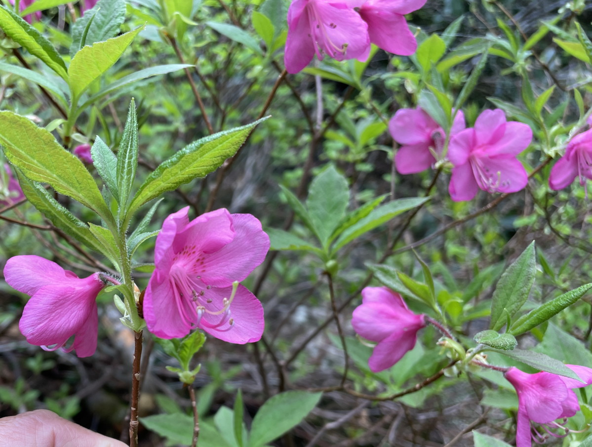 ムラサキヤシオツツジ。2025年7月3日 八幡平 ムラサキヤシオツツジ。2025年7月3日 八幡平