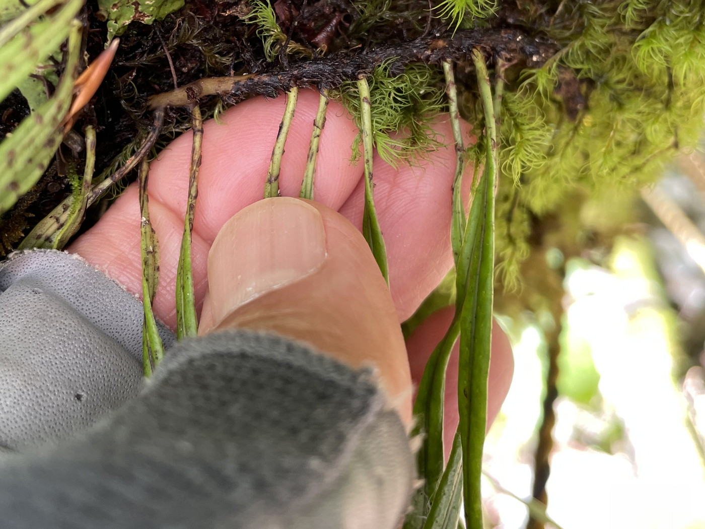 ナガオノキシノブ、葉は間隔を空けてつける。2022年9月10日 西沢渓谷 ナガオノキシノブ、葉は間隔を空けてつける。2022年9月10日 西沢渓谷