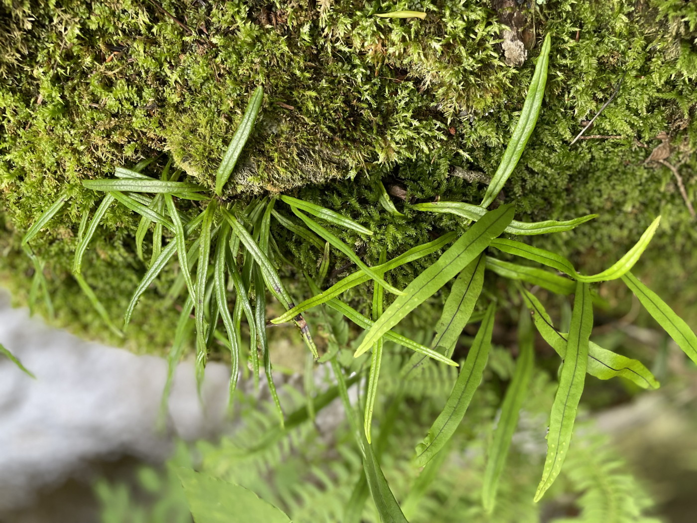 渓谷の大きな転石上に生育するナガオノキシノブ(左)とミヤマノキシノブ(右)。2022年9月10日 西沢渓谷 渓谷の大きな転石上に生育するナガオノキシノブ(左)とミヤマノキシノブ(右)。2022年9月10日 西沢渓谷