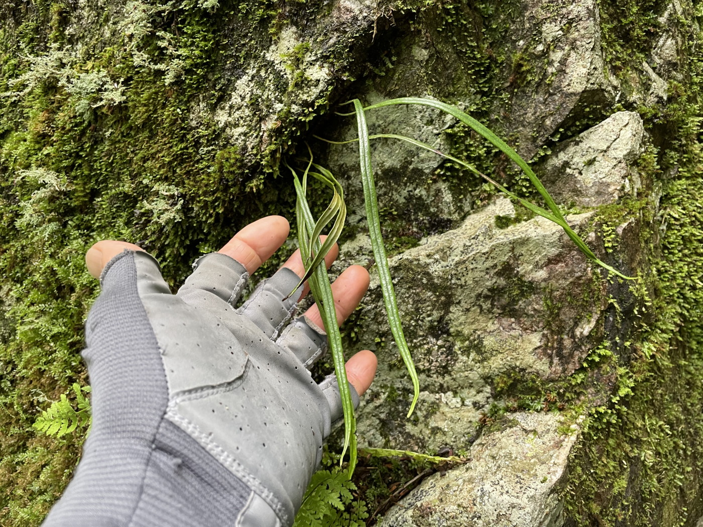 岩の割れ目に生育するナガオノキシノブ。2022年9月10日 西沢渓谷 岩の割れ目に生育するナガオノキシノブ。2022年9月10日 西沢渓谷