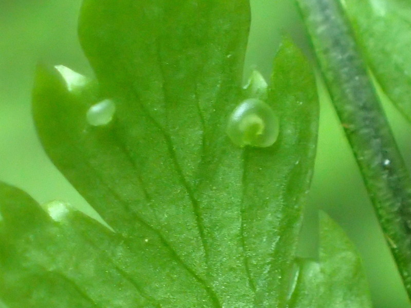 ナンタイシダ、包膜。2016年5月14日 都民の森 ナンタイシダ、包膜。2016年5月14日 都民の森
