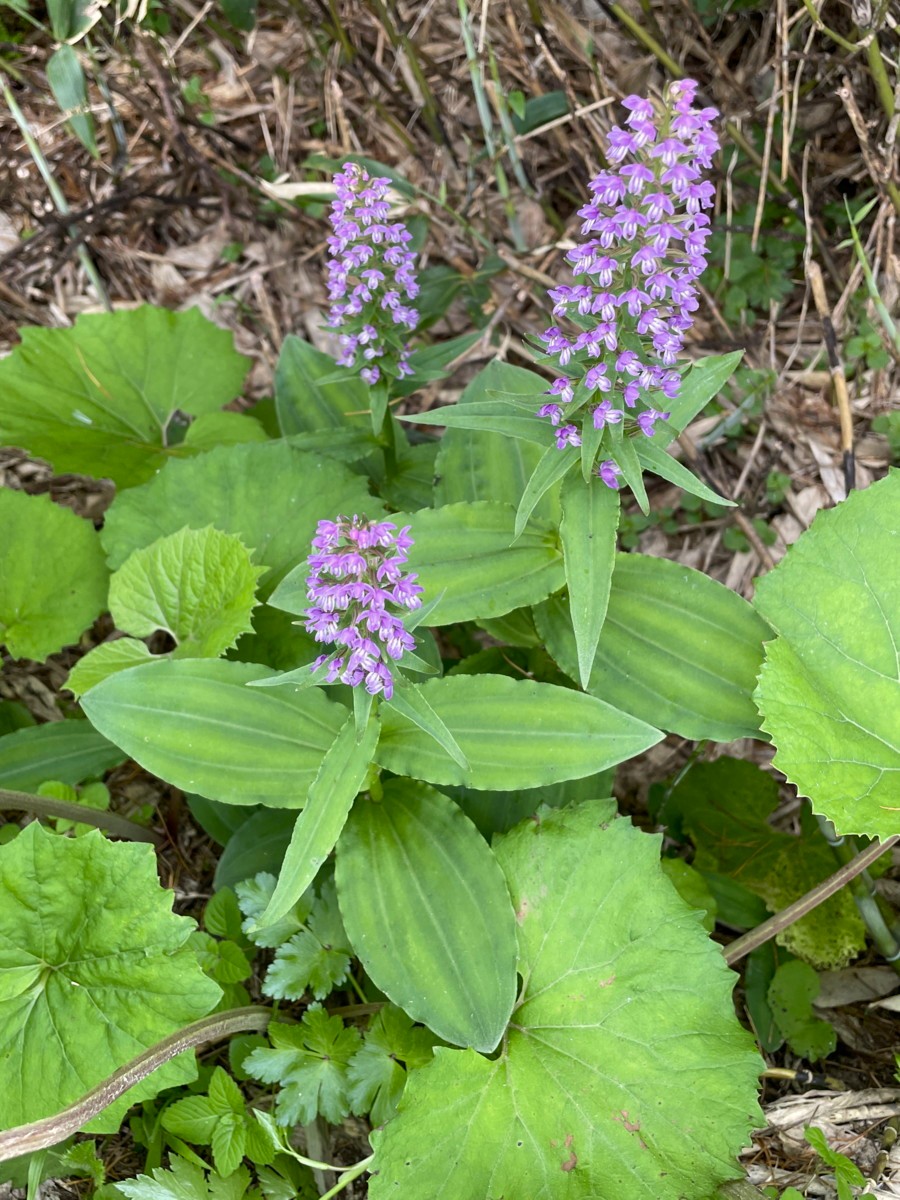 ノビネチドリ。2025年7月3日 八幡平 ノビネチドリ。2025年7月3日 八幡平