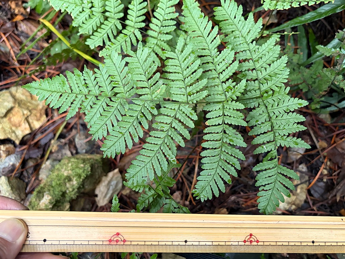 岩屑地に生育するヌカイタチシダ。2025年10月25日 水窪 岩屑地に生育するヌカイタチシダ。2025年10月25日 水窪